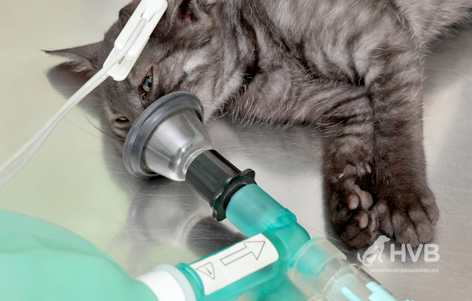 Gato en hospitalización veterinaria